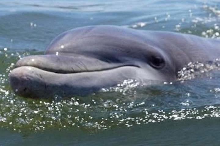 Bådtur for delfinkiggeri på Hilton Head Island, USA, foto 8 | wizardtrip