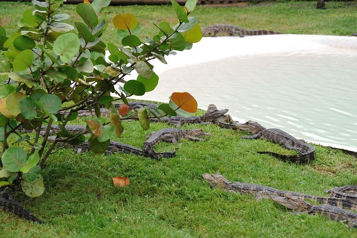 Oplev en luftbådstur i Orlando, spot dyreliv og udforsk Everglades, foto 7 | wizardtrip
