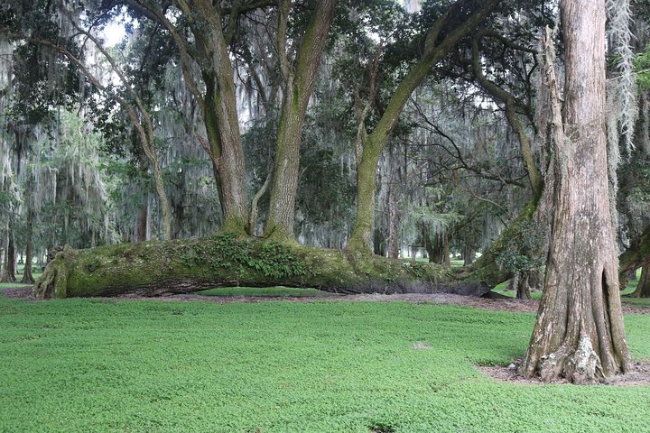 Oplev en luftbådstur i Orlando, spot dyreliv og udforsk Everglades, foto 16 | wizardtrip