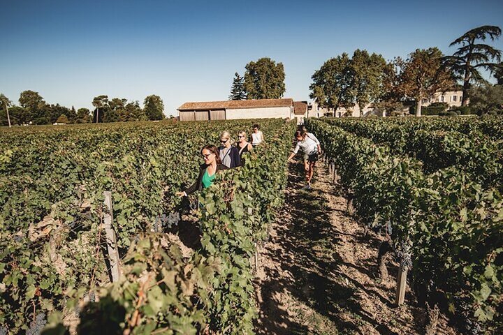 Ganztägige Weintour in Bordeaux mit Besuch von Weingütern in Saint-Émilion und Médoc, Verkostungen und Mittagessen, Foto 8 | wizardtrip