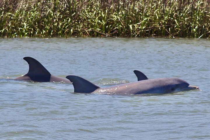 Eco-boottocht in Charleston, South Carolina, met dieren in het wild en een stop bij Morris Island Lighthouse, foto 8 | wizardtrip