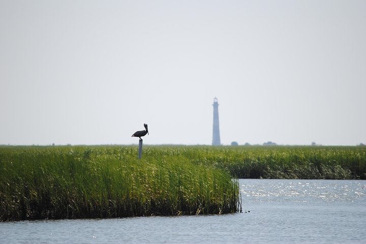 Eco-boottocht in Charleston, South Carolina, met dieren in het wild en een stop bij Morris Island Lighthouse, foto 9 | wizardtrip