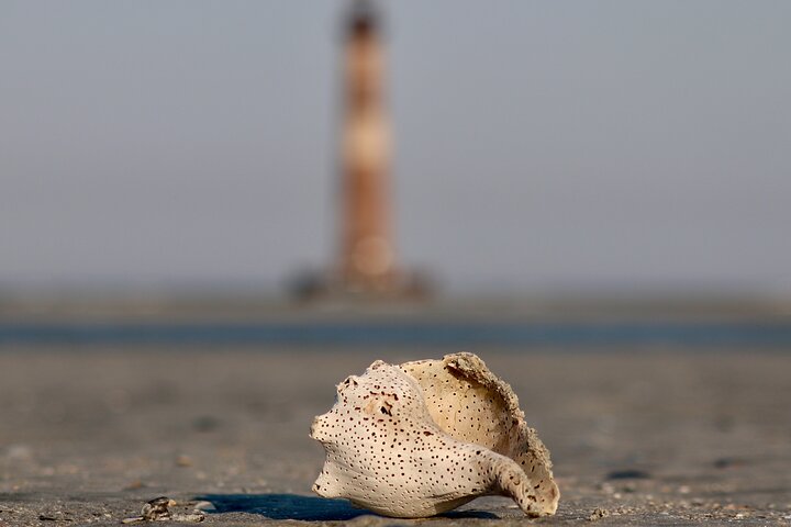Eco-boottocht in Charleston, South Carolina, met dieren in het wild en een stop bij Morris Island Lighthouse, foto 11 | wizardtrip
