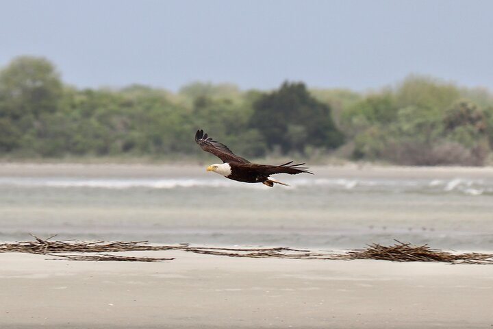 Eco-boottocht in Charleston, South Carolina, met dieren in het wild en een stop bij Morris Island Lighthouse, foto 12 | wizardtrip