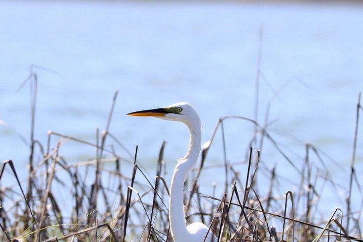 Eco-boottocht in Charleston, South Carolina, met dieren in het wild en een stop bij Morris Island Lighthouse, foto 13 | wizardtrip