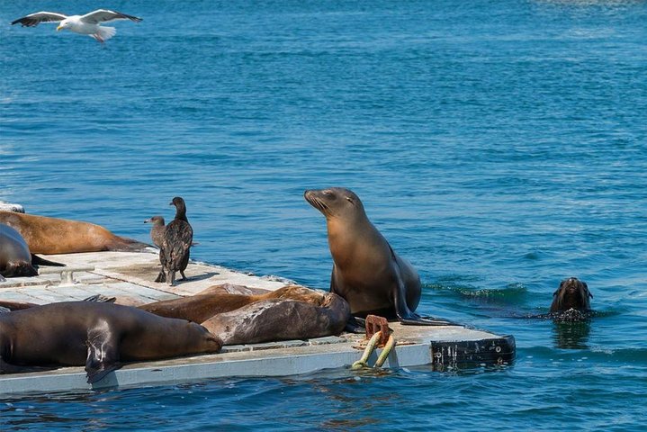 Amphibious tour vehicle splashing into San Diego Bay, passing sea lions and landmarks, photo 6 | wizardtrip