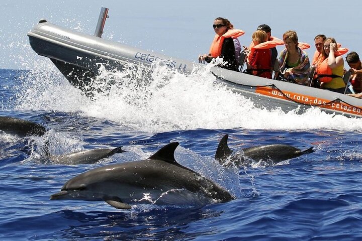 Whale and Dolphin Watching Tour from Funchal | wizardtrip