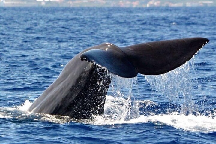 Ervaar spannende walvis- en dolfijnexcursies voor de kust van Funchal, Madeira, foto 7 | wizardtrip