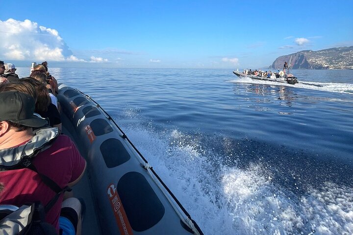 Ervaar spannende walvis- en dolfijnexcursies voor de kust van Funchal, Madeira, foto 8 | wizardtrip
