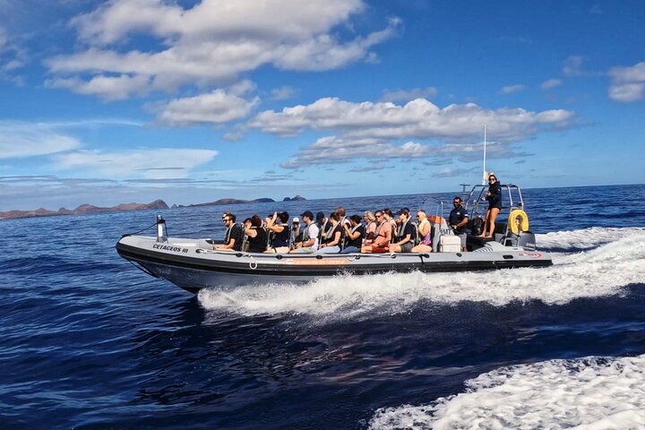 Ervaar spannende walvis- en dolfijnexcursies voor de kust van Funchal, Madeira, foto 9 | wizardtrip