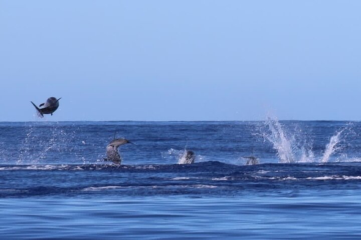 Ervaar spannende walvis- en dolfijnexcursies voor de kust van Funchal, Madeira, foto 10 | wizardtrip