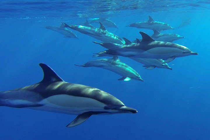 Ervaar spannende walvis- en dolfijnexcursies voor de kust van Funchal, Madeira, foto 11 | wizardtrip