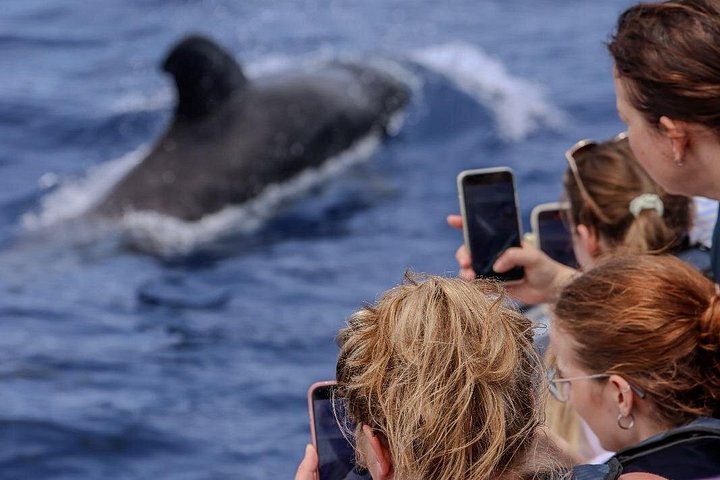 Ervaar spannende walvis- en dolfijnexcursies voor de kust van Funchal, Madeira, foto 12 | wizardtrip