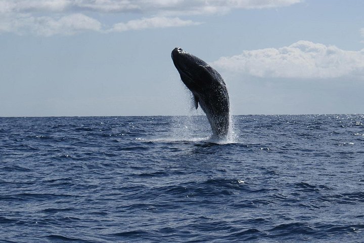 Ervaar spannende walvis- en dolfijnexcursies voor de kust van Funchal, Madeira, foto 13 | wizardtrip