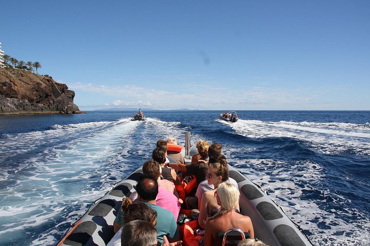 Ervaar spannende walvis- en dolfijnexcursies voor de kust van Funchal, Madeira, foto 14 | wizardtrip