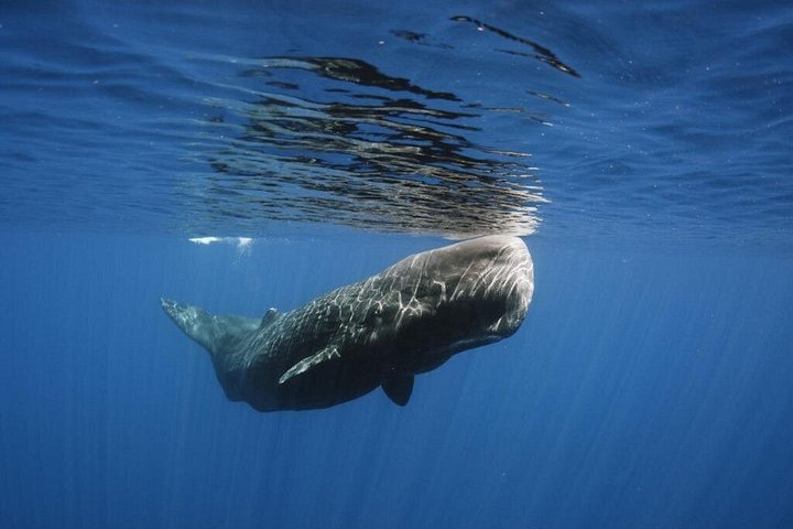 Ervaar spannende walvis- en dolfijnexcursies voor de kust van Funchal, Madeira, foto 15 | wizardtrip