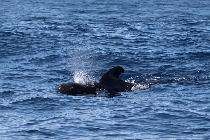 Ervaar spannende walvis- en dolfijnexcursies voor de kust van Funchal, Madeira, foto 17 | wizardtrip