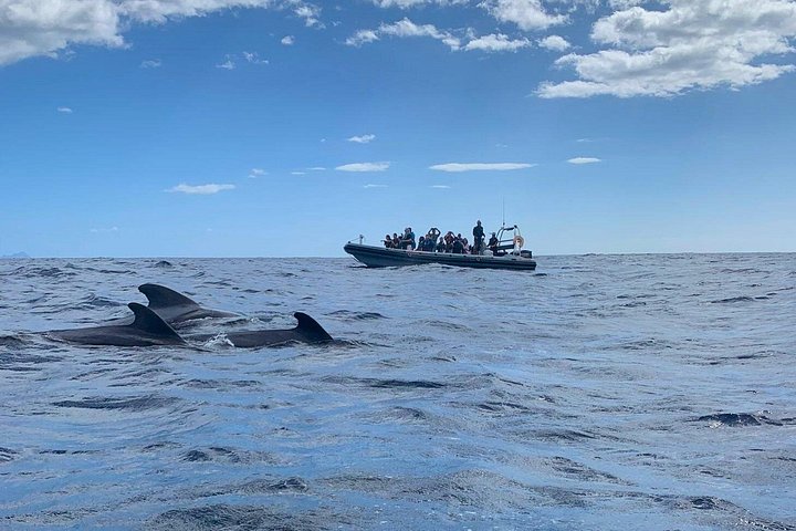 Ervaar spannende walvis- en dolfijnexcursies voor de kust van Funchal, Madeira, foto 18 | wizardtrip