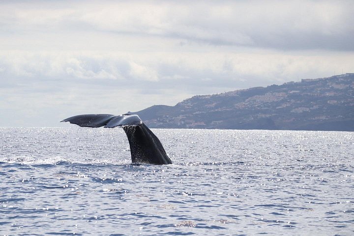 Ervaar spannende walvis- en dolfijnexcursies voor de kust van Funchal, Madeira, foto 19 | wizardtrip