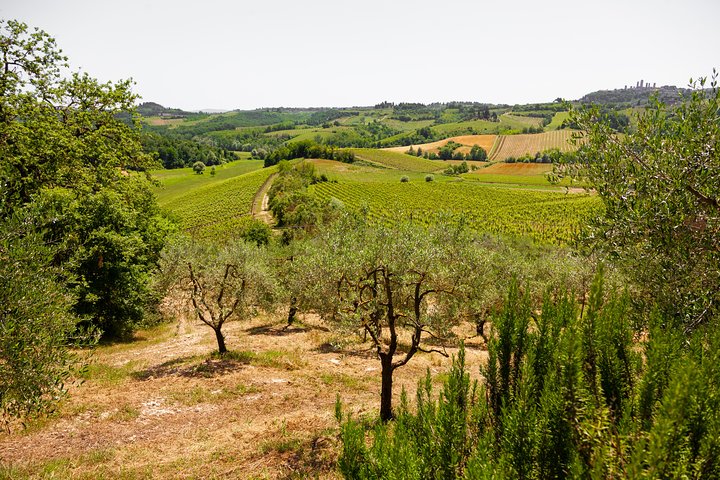 Heldagstur fra Firenze til Siena, San Gimignano og Pisa, inklusive besøg på en vingård, foto 8 | wizardtrip