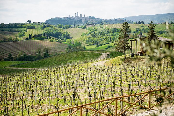Heldagstur fra Firenze til Siena, San Gimignano og Pisa, inklusive besøg på en vingård, foto 15 | wizardtrip