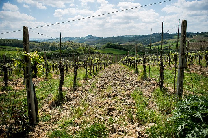 Heldagstur fra Firenze til Siena, San Gimignano og Pisa, inklusive besøg på en vingård, foto 19 | wizardtrip