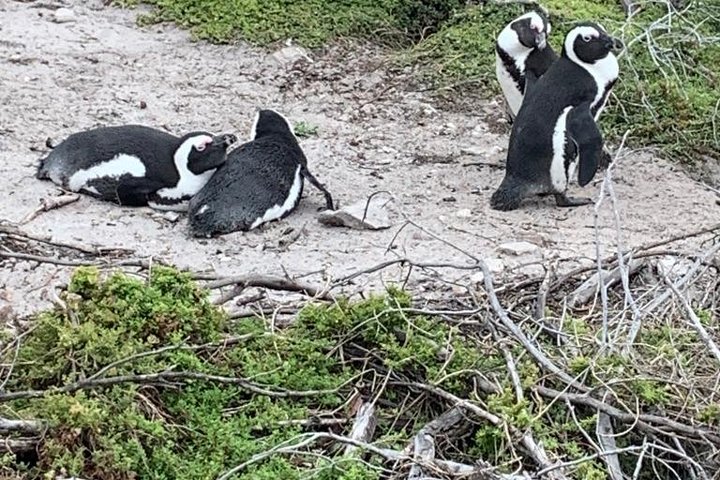 Tag på en 2-dages safari fra Cape Town, spot dyreliv og nyd naturskønne kystture, foto 8 | wizardtrip