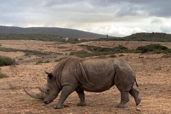 Tag på en 2-dages safari fra Cape Town, spot dyreliv og nyd naturskønne kystture, foto 9 | wizardtrip