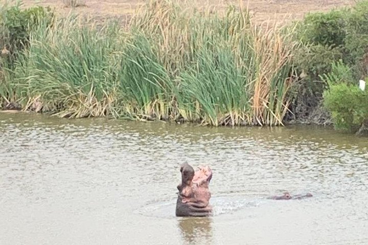 Tag på en 2-dages safari fra Cape Town, spot dyreliv og nyd naturskønne kystture, foto 17 | wizardtrip