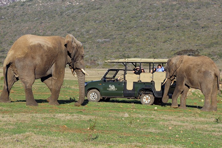 Tag på en 2-dages safari fra Cape Town, spot dyreliv og nyd naturskønne kystture, foto 28 | wizardtrip