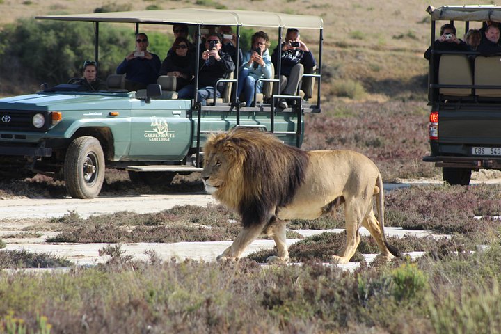 Tag på en 2-dages safari fra Cape Town, spot dyreliv og nyd naturskønne kystture, foto 29 | wizardtrip