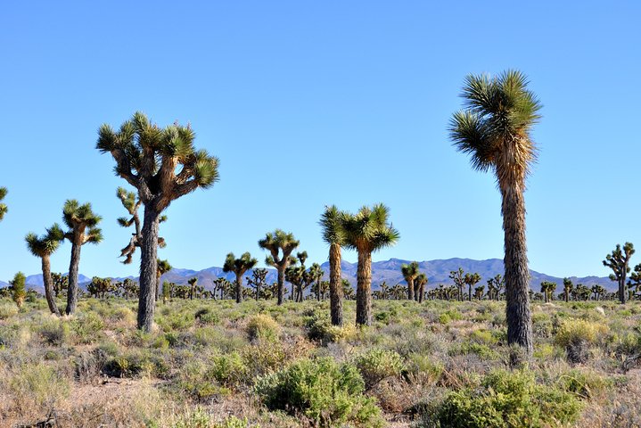 Ontdek de mysteries van Area 51 en de Extraterrestrial Highway tijdens een dagtrip vanuit Las Vegas, foto 9 | wizardtrip