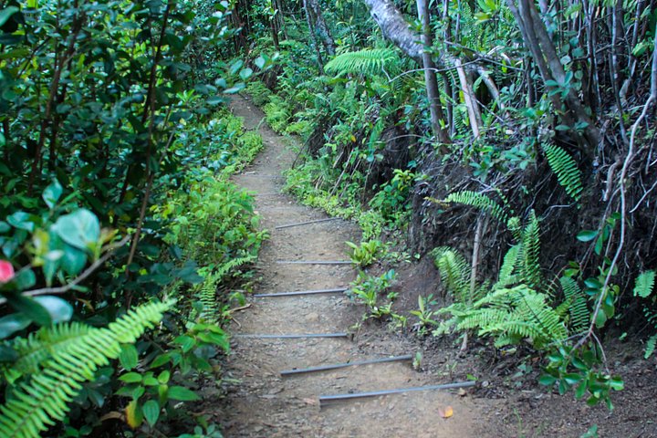Offroad-Abenteuertour in einem Schweizer Pinzgauer-Fahrzeug im Kualoa Ranch, Oahu, Foto 7 | wizardtrip