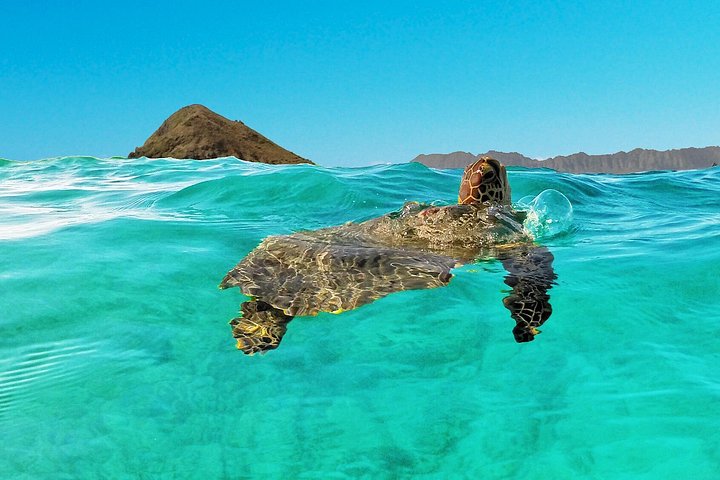 Kajak- en snorkelavontuur in Kailua Bay, Oahu, met uitzicht op eilanden en zeeleven, foto 7 | wizardtrip