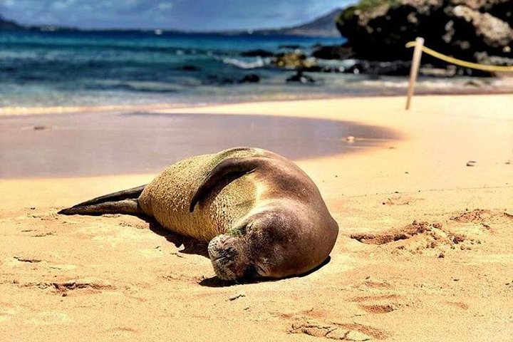 Kajak- en snorkelavontuur in Kailua Bay, Oahu, met uitzicht op eilanden en zeeleven, foto 8 | wizardtrip