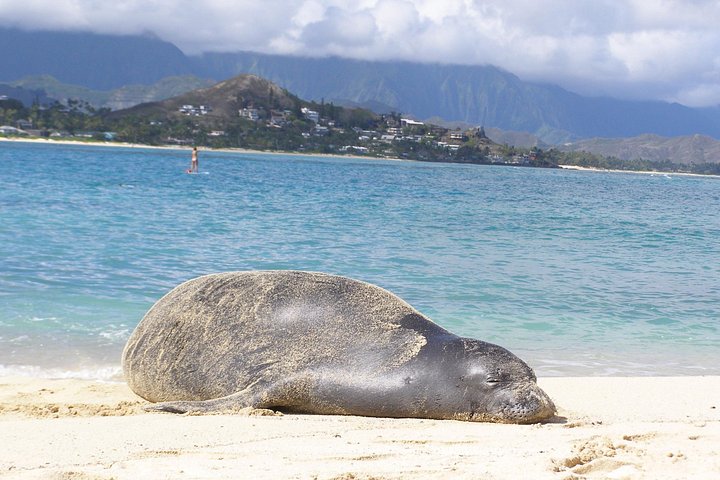 Kajak- en snorkelavontuur in Kailua Bay, Oahu, met uitzicht op eilanden en zeeleven, foto 14 | wizardtrip