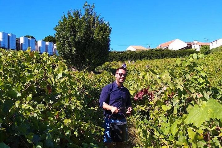 Tour em pequeno grupo pelo Vale do Douro, Portugal, com prova de vinhos, cruzeiro no rio e paisagens deslumbrantes, foto 17 | wizardtrip