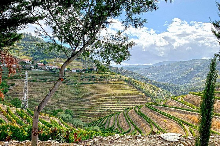Tour em pequeno grupo pelo Vale do Douro, Portugal, com prova de vinhos, cruzeiro no rio e paisagens deslumbrantes, foto 24 | wizardtrip