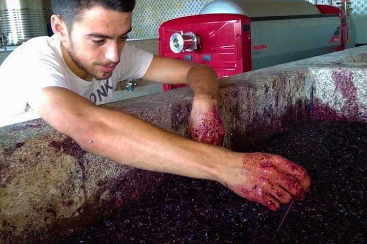 Tour em pequeno grupo pelo Vale do Douro, Portugal, com prova de vinhos, cruzeiro no rio e paisagens deslumbrantes, foto 34 | wizardtrip