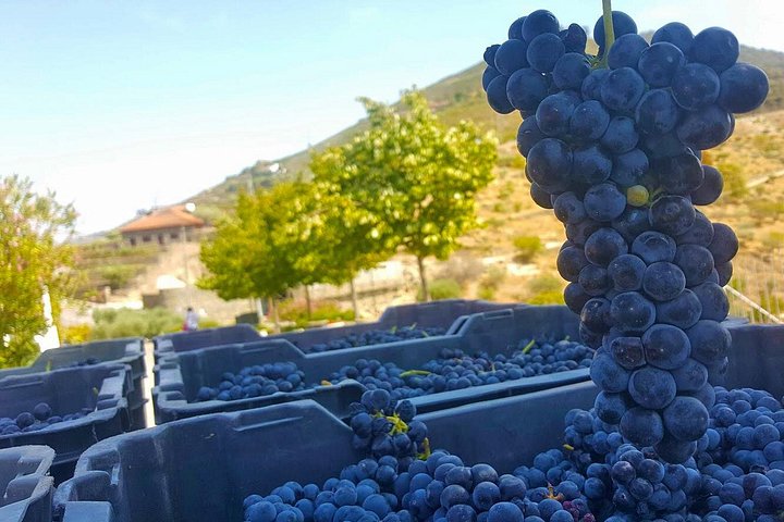 Tour em pequeno grupo pelo Vale do Douro, Portugal, com prova de vinhos, cruzeiro no rio e paisagens deslumbrantes, foto 35 | wizardtrip