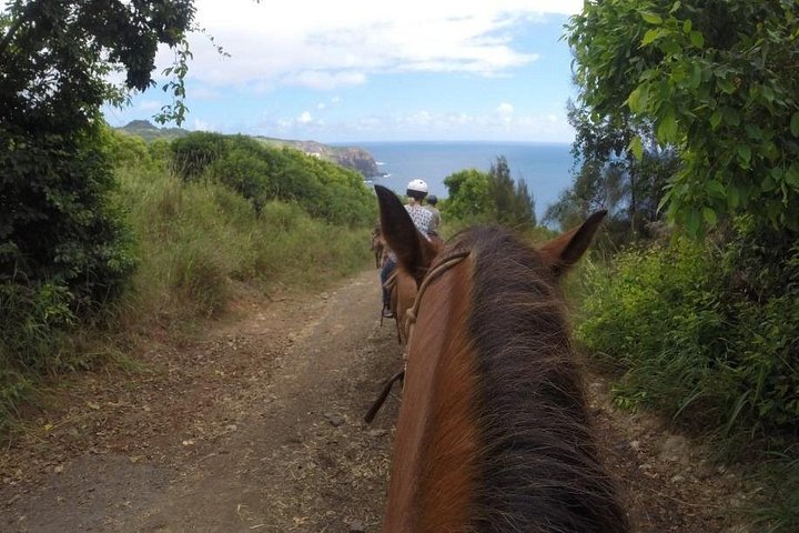 Hesteeventyr med hawaiianske cowboys på Maui, med havudsigt og ranch-landskab, foto 6 | wizardtrip