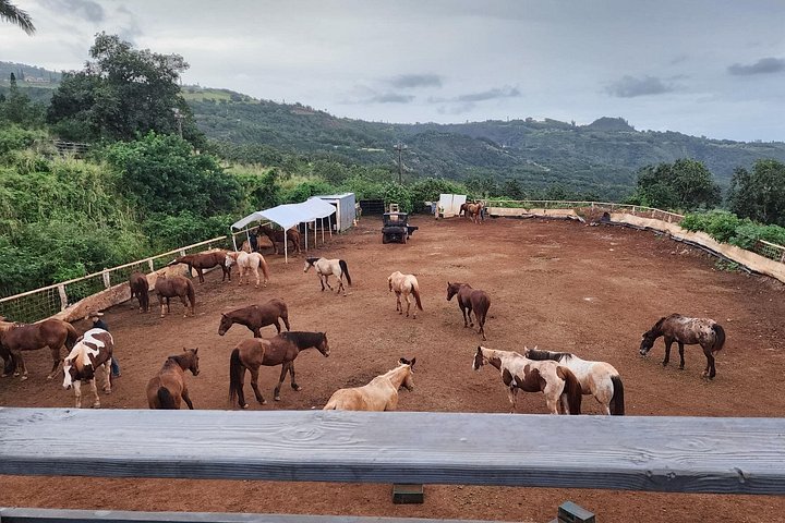 Hesteeventyr med hawaiianske cowboys på Maui, med havudsigt og ranch-landskab, foto 7 | wizardtrip