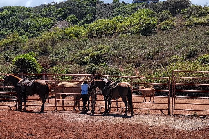 Hesteeventyr med hawaiianske cowboys på Maui, med havudsigt og ranch-landskab, foto 12 | wizardtrip
