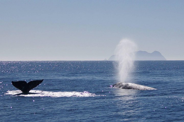 Crociera per l'avvistamento di balene a San Diego a bordo di uno storico yacht a vela, avvistamento di vita marina, foto 6 | wizardtrip