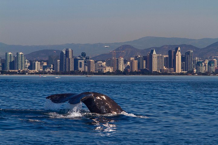 Crociera per l'avvistamento di balene a San Diego a bordo di uno storico yacht a vela, avvistamento di vita marina, foto 9 | wizardtrip