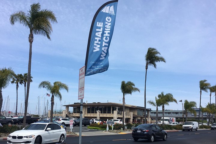 Crociera per l'avvistamento di balene a San Diego a bordo di uno storico yacht a vela, avvistamento di vita marina, foto 12 | wizardtrip