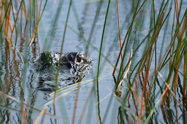 Privat tur: Florida Everglades Airboat Ride og Wildlife Adventure | wizardtrip