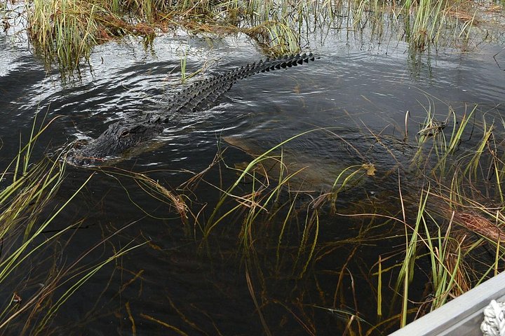Private Airboot-Tour in den Florida Everglades, Wildtiere beobachten und einzigartige Landschaften erkunden, Foto 7 | wizardtrip