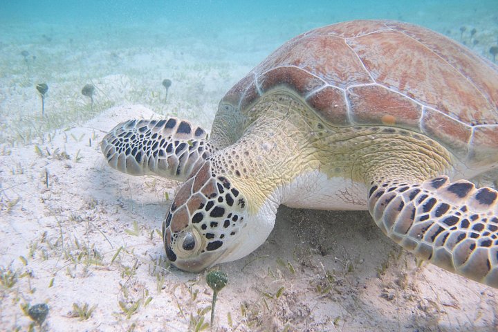 Kayak and snorkel adventure with sea turtles in St. John, US Virgin Islands National Park, photo 6 | wizardtrip