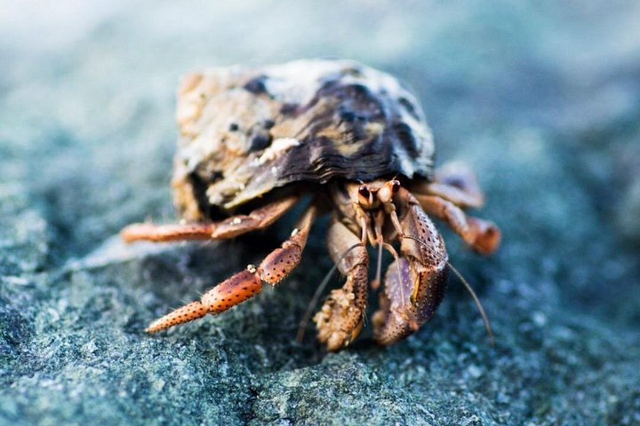 Aventura de kayak, senderismo y snorkel en la laguna de manglares y Cas Cay de St. Thomas, foto 6 | wizardtrip